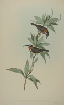 John Gould Birds of Australia